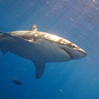 Le requin plus dangereux à cause du réchauffement de l’océan ? © Elias Levy, Flickr