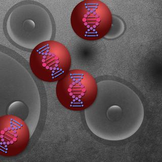 L’inhalation, une nouvelle voie d’administration plus efficace pour les thérapies géniques. © Christine Daniloff, MIT