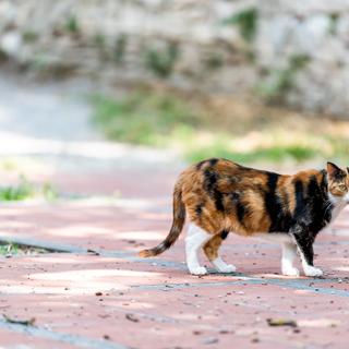 Un chat a contracté un virus rarissime proche de la rage en Italie. © Kristina Blokhin, Adobe Stock