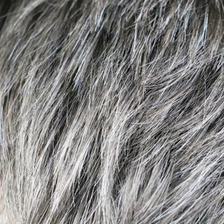 O estresse temporário pode despigmentar temporariamente o cabelo. © Siniehina, Adobe Stock