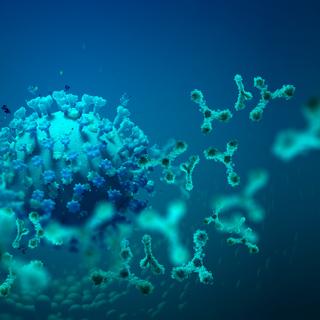 Le sotrovimab est un des rares anticorps thérapeutiques disponibles encore efficaces contre Omicron. © Siarhei, Adobe Stock