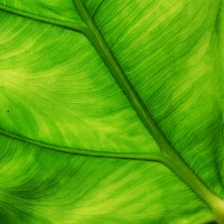  la couleur et la fluorescence des feuilles sont affectées par la décomposition de restes humains. © bettinche, Flickr