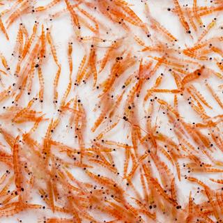 Le krill antarctique, l’une des espèces les plus abondantes sur Terre, migre dangereusement vers le sud. © IzzetNoyan, Fotolia
