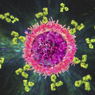 Les anticorps thérapeutiques sont en majorité&amp;nbsp;inefficaces contre les sous-variants d&#39;Omicron. © Kateryna_Kon, Adobe Stock