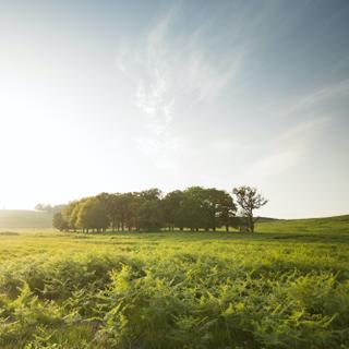 Les petits bois de moins d’un hectare ont une plus faible densité de tiques. © Risto Arnaudov, Adobe Stock