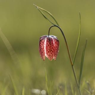 65 % des espèces de plantes terrestres sont soit rares soit très rares. © alpinetrail, Adobe Stock