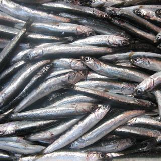 Les sardines sont de plus en plus petites. © Sara, Flickr