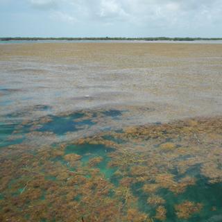 Une mer de sargasses de 8.850 km s’étend du golfe du Mexique à la côte Ouest de l’Afrique. © Brian Lapointe, Florida Atlantic University's Harbor Branch Oceanographic Institute