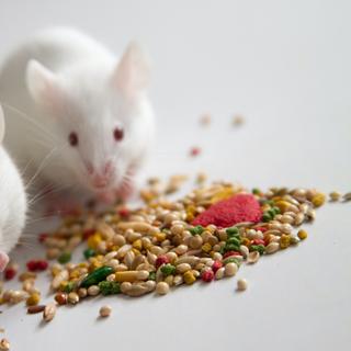 D&#39;après plusieurs recherches, la souris pourrait avoir hébergé le variant Omicron avant de le transmettre à l&#39;Homme. © Rob, Adobe Stock