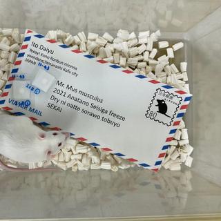 Foto de rato produzida a partir de esperma enviado pelo correio. © Daiyu Ito, Universidade Yamanashi