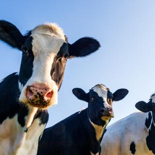 La domestication a fait rétrécir le cerveau des vaches. © Oligo, Adobe Stock