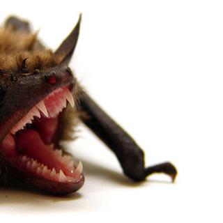 Cette chauve-souris (Eptesicus fuscus fuscus) de la famille des Vespertilionidés fait partie des chiroptères qui utilisent l’écholocation pour trouver leurs proies. © Matt Reinbold CC by-sa