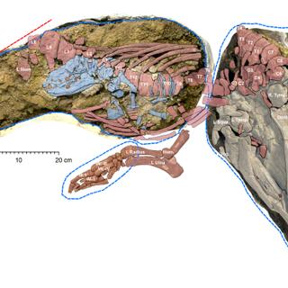 Le fossile de Maiacetus inuus femelle avec un fœtus presque à terme. Le crâne de la femelle est en blanc, les dents en marron et les autres parties du squelette en rose. Le fœtus, lui, est en bleu avec des dents orange. © University of Michigan, Museum of Paleontology