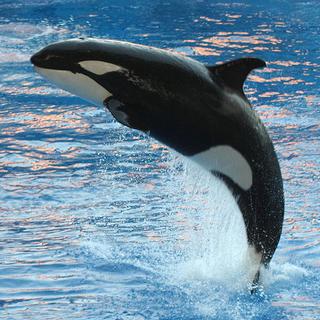 Uma vez introduzidas em um tanque que abrigava golfinhos-nariz-de-garrafa, as orcas modificaram suas vocalizações para imitar as emitidas por seus hospedeiros. © Ed Schipul, Wikimedia Commons, cc por sa 2.0