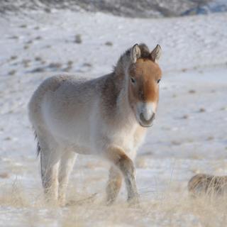 Ce cheval de Przewalski a été photographié en janvier 2010 à Khomyntal, dans l’ouest de la Mongolie, sur l’une des trois zones de réintroduction. La température peut y descendre&nbsp;jusqu’à -47 °C. Cet équidé est arrivé sur place en 2004. Il était auparavant élevé au Villaret (France), par&nbsp;l’Association pour le cheval de Przewalski. © Claudia Feh, Association pour le cheval de Przewalski: TAKH