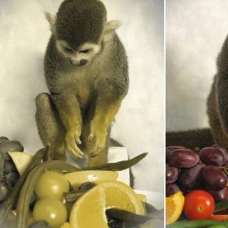 Un succulent repas, tellement plus appétissant lorsqu&#39;il est vu en couleurs (à droite) que lorsqu&#39;il apparaît comme le perçoivent les singes-écureuils mâles (à gauche). © Neitz Laboratory