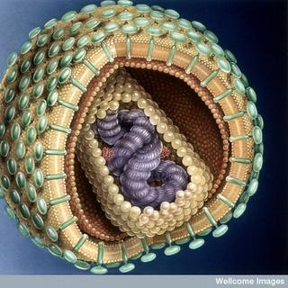 Le VIH est malheureusement le plus célèbre des lentivirus. Il existe cinq sérogroupes de ces virus, en fonction de la famille de mammifères qu’ils infectent. © Medical Art Service Munich, Wellcome Images, cc by nc nd 2.0