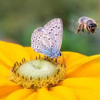 La variété et la bonne santé des espèces animales et végétales garantit notre santé. © kathomenden, Adobe Stock
