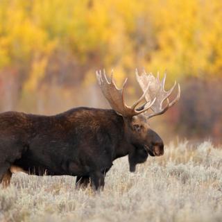 Pela primeira vez, um alce no Alasca foi diagnosticado com raiva. © Paulo, Adobe Stock