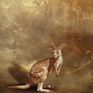 Quase 3 bilhões de animais foram afetados direta ou indiretamente pelos incêndios. © bennymarty, Adobe Stock