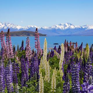 Au « pays du grand nuage blanc », des massifs de lupins envahissent&nbsp;les bords du lac Tekapo. © Antoine, tous droits réservés&nbsp;