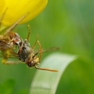 Uma equipe internacional de pesquisadores revela que a biodiversidade de insetos e aranhas – aqui, uma aranha-caranguejo comum (Xysticus cristatus) com uma abelha cuco do gênero Nomada – é importante para garantir a presença de nutrientes no ambiente. © Maja Ilić, Instituto Federal Suíço de Ciência e Tecnologia Aquática