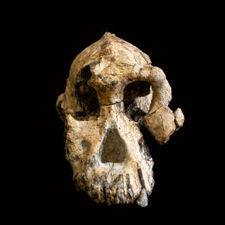 Foto fornecida pelo Museu de História Natural de Cleveland em 28 de agosto de 2019 mostra um fragmento de crânio de Australopithecus de 3,8 milhões de anos descoberto na Etiópia. © HO - Museu de História Natural de Cleveland, AFP