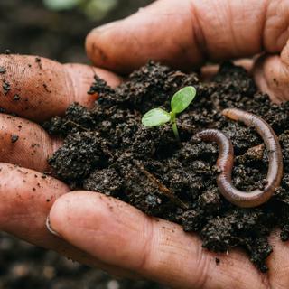 Não parecem grande coisa, mas os nossos solos são preciosos. Os investigadores europeus sublinham agora o seu estado preocupante. © Omni, Adobe Stock