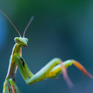 Il y a beaucoup d’arthropodes sur Terre, mais nos activités menacent leur survie qui nous est pourtant précieuse. C’est ce que soulignent des travaux de chercheurs de l’Institut Weizmann (Israël). © Juan Carlos Munoz, Adobe Stock