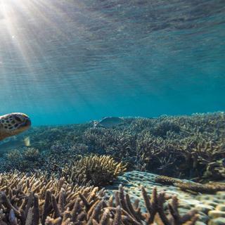 Pesquisadores da Universidade de Sydney (Austrália) registraram um episódio catastrófico de branqueamento de corais perto de One Tree Island. ©Sean, Adobe Stock