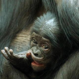 Tal como os pequenos humanos, os jovens bonobos passam pelas mesmas provações para aprender a gerir as suas emoções e viver melhor em sociedade. O apoio de uma mãe é um grande trunfo. © Visionshare, Flickr, cc por nc sa 2.0