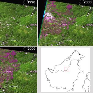 Les images&nbsp;Landsat montrent les routes successives (en rose) construites entre 1990 et 2009 dans une région boisée du «&nbsp;Cœur de Bornéo&nbsp;»,&nbsp;à Sarawak.&nbsp;© Jane Bryan&nbsp;et al.,&nbsp;Plos One,&nbsp;2013
