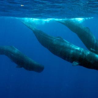 Os marinheiros relataram tê-lo observado em diversas ocasiões. Às vezes às custas deles. Os pesquisadores finalmente obtiveram uma prova de imagem: os cachalotes estão dando cabeçadas uns nos outros. Mas por que? © Jano, Adobe Stock