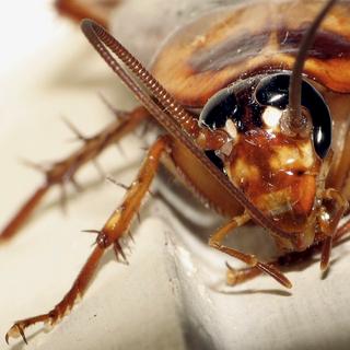 A barata é robusta, o robô inseto da Universidade da Califórnia em Berkeley é ainda mais. © Gustavo (lu7frb), Fotopédia, CC by-nc-sa 2.0