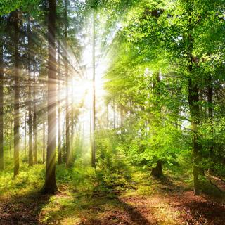 O reflorestamento torna-se uma necessidade para o ecossistema florestal. © Smileus, Adobe Stock