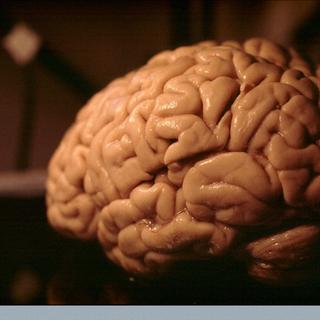 消除这些干扰是确保有机良好功能的一项原始活动。 Le cerveau,très actif,n'y fait pas Exclusive。 Mais du fait de la barrière hematoencéphalique qui le protège Desgroses moleculars qui pourauint l'entasser, Il faut parvenir à lacontourner shedding se débarrasser Des Proteines qui pourauint s'entasser. © Heidi Cartwright,欢迎图片,Flickr,抄送 nc nd 2.0