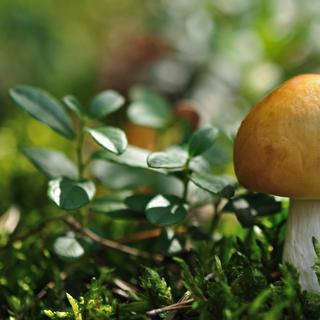 Des chercheurs de l’université du Michigan (États-Unis) sont allés voir à 500&nbsp;mètres de profondeur. Ils y ont trouvé une diversité insoupçonnée de champignons. Et cela pourrait avoir des conséquences sur nos projets de stockage du carbone dans le sous-sol… © Tomasz Warszewski, Adobe Stock