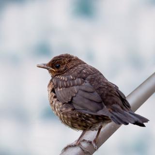 A dieta de um gato alimenta seu instinto predatório? © zmijak, Adobe Stock