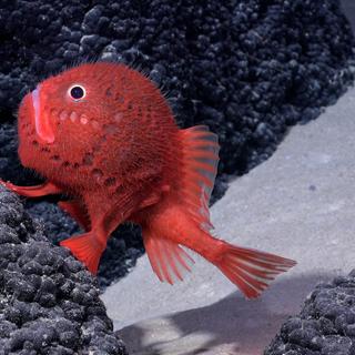 Este surpreendente chaunacops – um peixe ósseo da família dos sapos marinhos – vermelho brilhante com engraçadas barbatanas em forma de mão foi observado a uma profundidade de quase 1.400 metros, na costa do Chile. É uma das presumíveis 100 novas espécies descobertas durante uma expedição à região. © Schmidt Ocean Institute, CC by-NC-SA