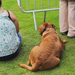 Diabète chez le chien, diabète chez le maître ?&nbsp;© mariesacha, Adobe, Stock
