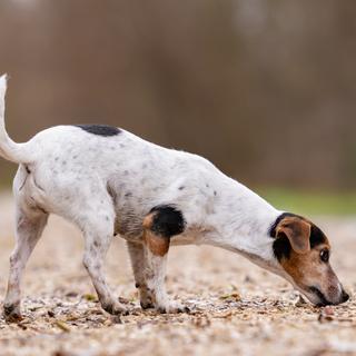 Le chien. Il partage notre quotidien depuis des millénaires maintenant. Mais il ne nous a pas encore révélé tous ses secrets. Celui, par exemple, qui fait de lui un renifleur exceptionnel. Il se cacherait au fond de son cerveau. Faisant la preuve une fois de plus que le chien n’est pas si bête. © Karoline Thalhofer, Adobe Stock