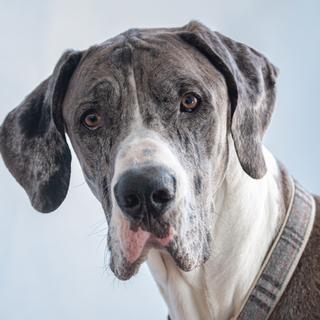 Ce regard interrogateur cache une incroyable capacité d’analyse émotionnelle. Des neuroscientifiques ont exploré l’activité cérébrale des chiens lorsqu’ils nous regardent. Leur cerveau décrypte vos émotions bien plus précisément que vous ne l’imaginez. © DavidGillisDesign, Adobe Stock