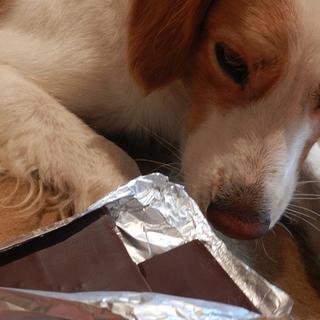 O chocolate contém teobromina, uma substância particularmente perigosa para os cães. ©Nathalie Mayer