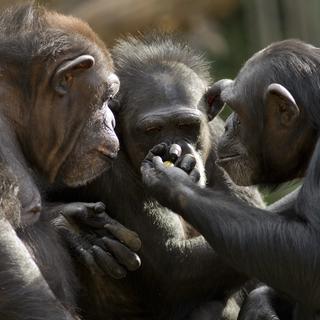 No Parque Nacional de Loango (Congo), foram observados chimpanzés reunidos para matar gorilas. Um comportamento que surpreende os pesquisadores. © Patrick Rolands, Adobe Stock