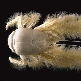 Un crabe poilu (Kiwa hirsuta) a été découvert près de l&#39;île de Pâques par les scientifiques français de l&#39;Ifremer. © Ifremer