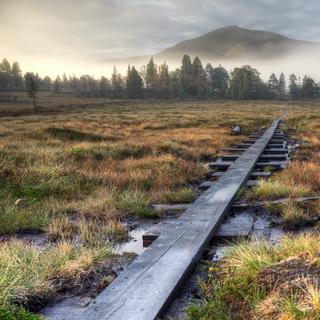 As turfeiras são zonas úmidas que armazenam matéria orgânica. Representam 3% da superfície terrestre, mas armazenam 30% do carbono presente no solo. À medida que as turfeiras do permafrost descongelam como resultado do aquecimento global, uma grande quantidade de carbono poderá ser libertada. E segundo pesquisadores da Universidade de Leeds (Reino Unido), o ecossistema está próximo do ponto sem volta. © Artem, Adobe Stock