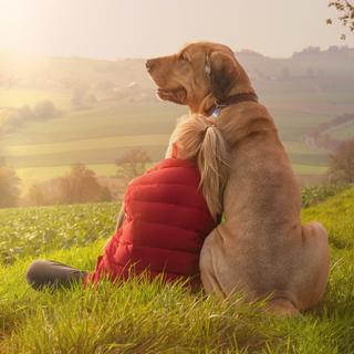 Pesquisadores da Universidade de Arkansas (Estados Unidos) propõem analisar dentes fossilizados para distinguir os dos lobos dos dos cães e assim datar o momento em que os cães se tornaram os melhores amigos do homem. © Jean Kobben, Adobe Stock