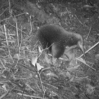 Não é observado pelos cientistas há mais de 60 anos. A equidna de nariz comprido de Attenborough acaba de ser redescoberta por uma expedição ao coração das hostis Montanhas Ciclope (Papua, Indonésia). © Universidade de Oxford
