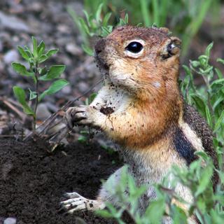 Os esquilos terrestres com manto dourado desenvolvem personalidades diferentes. Alguns são mais sociáveis. Outros, mais agressivos. Resta saber exatamente que benefício eles obtêm disso. Mas já, se isto pode torná-los “mais humanos”, certamente não é tão estúpido! © Jaclyn Aliperti, Universidade da Califórnia Davis