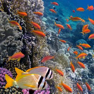 O recém-eleito governo norueguês acaba de tomar uma decisão forte em relação à mineração nos fundos marinhos. © vlad61_61, Adobe Stock